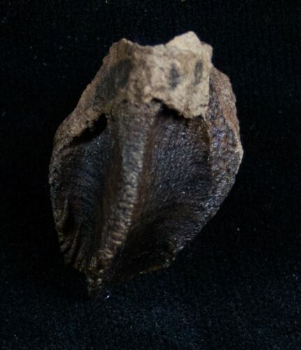 Large, Unworn Triceratops Tooth Crown - #7170